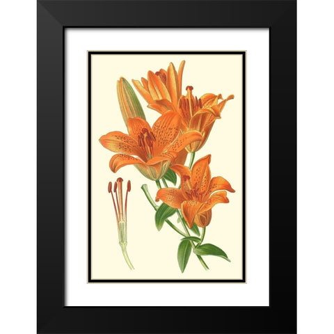 Striking Lilies II Black Modern Wood Framed Art Print with Double Matting by Step, Edward