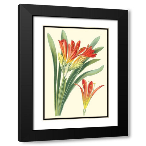 Striking Lilies III Black Modern Wood Framed Art Print with Double Matting by Step, Edward