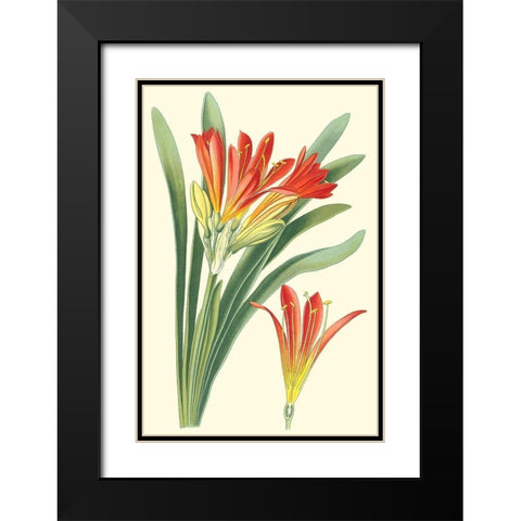 Striking Lilies III Black Modern Wood Framed Art Print with Double Matting by Step, Edward