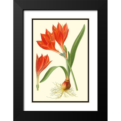 Striking Lilies IV Black Modern Wood Framed Art Print with Double Matting by Step, Edward