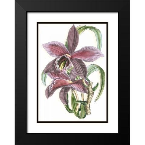 Lilac Orchid I Black Modern Wood Framed Art Print with Double Matting by Vision Studio