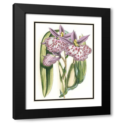 Lilac Orchid II Black Modern Wood Framed Art Print with Double Matting by Vision Studio