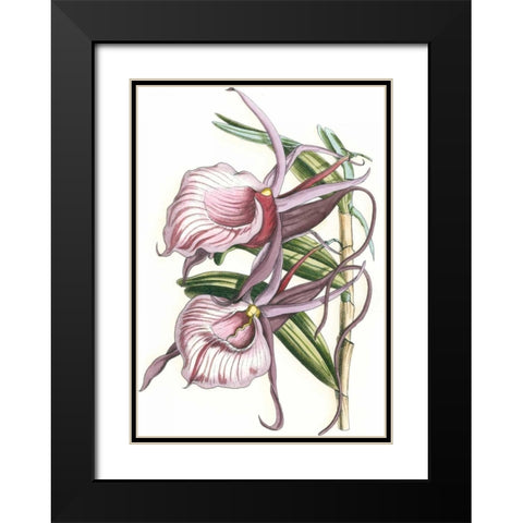 Lilac Orchid IV Black Modern Wood Framed Art Print with Double Matting by Vision Studio