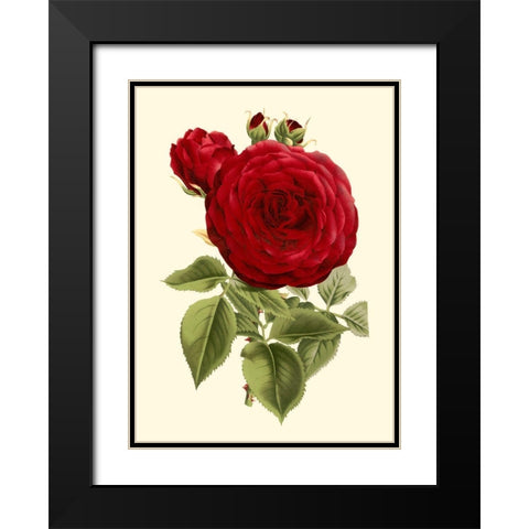 Magnificent Rose I Black Modern Wood Framed Art Print with Double Matting by Van Houtte