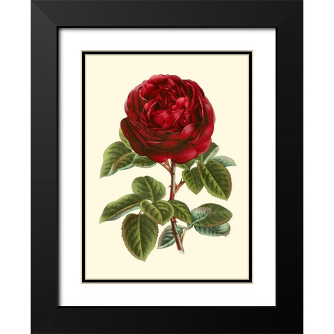 Magnificent Rose III Black Modern Wood Framed Art Print with Double Matting by Van Houtte