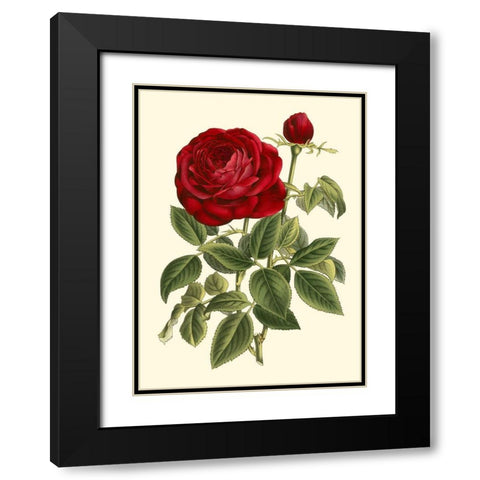 Magnificent Rose IV Black Modern Wood Framed Art Print with Double Matting by Van Houtte