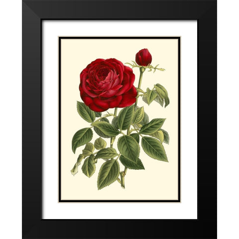 Magnificent Rose IV Black Modern Wood Framed Art Print with Double Matting by Van Houtte