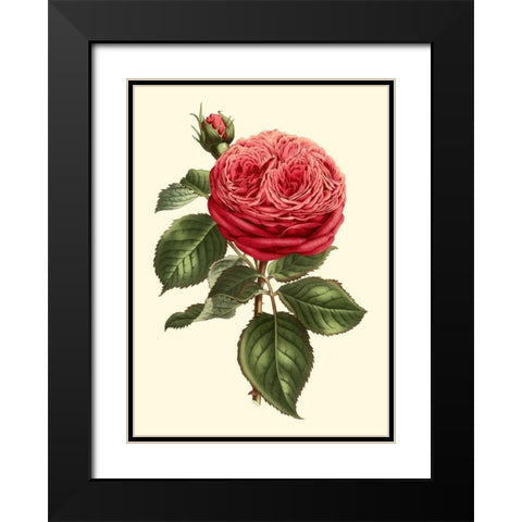 Magnificent Rose V Black Modern Wood Framed Art Print with Double Matting by Van Houtte