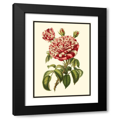 Magnificent Rose VI Black Modern Wood Framed Art Print with Double Matting by Van Houtte