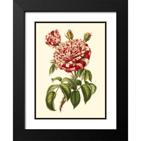 Magnificent Rose VI Black Modern Wood Framed Art Print with Double Matting by Van Houtte