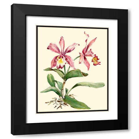 Pink Cattleya Orchid Black Modern Wood Framed Art Print with Double Matting by Waldman, Joy