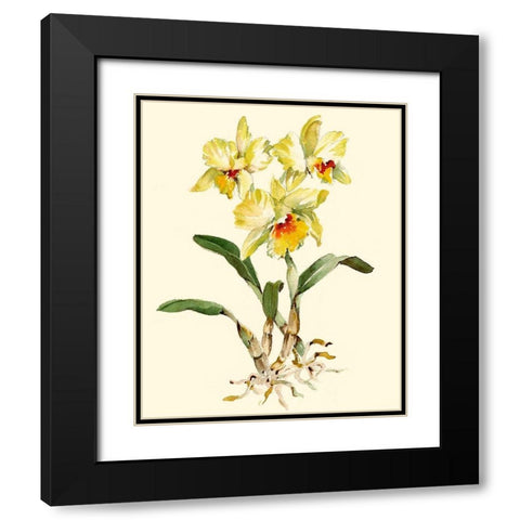 Yellow Cattleya Orchid Black Modern Wood Framed Art Print with Double Matting by Waldman, Joy