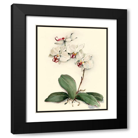 Phalaenopsis Red Throat Orchid Black Modern Wood Framed Art Print with Double Matting by Waldman, Joy