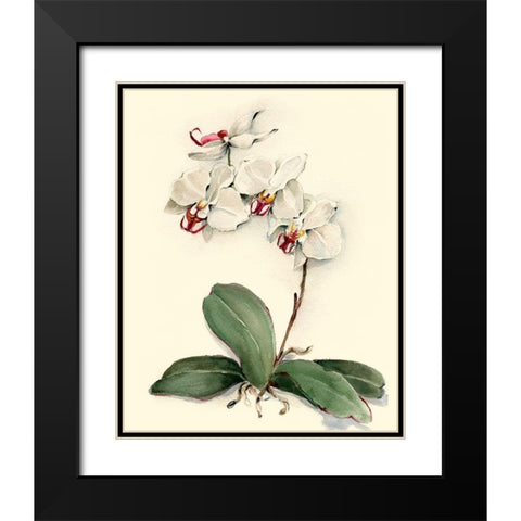 Phalaenopsis Red Throat Orchid Black Modern Wood Framed Art Print with Double Matting by Waldman, Joy