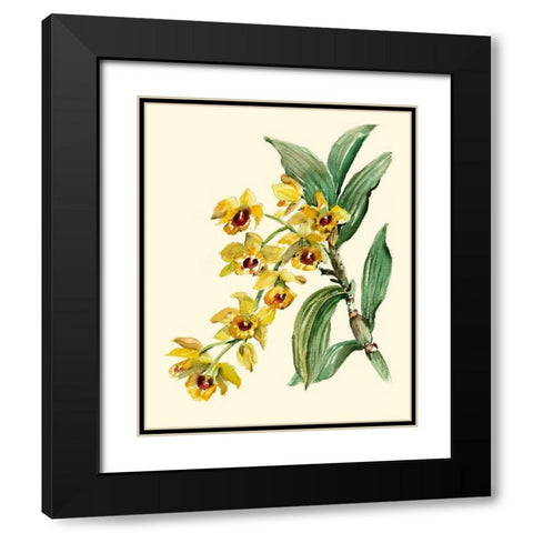 Dendrobium Orchid Black Modern Wood Framed Art Print with Double Matting by Waldman, Joy