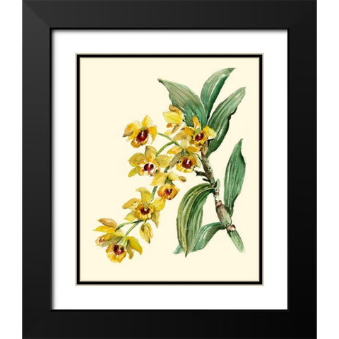 Dendrobium Orchid Black Modern Wood Framed Art Print with Double Matting by Waldman, Joy
