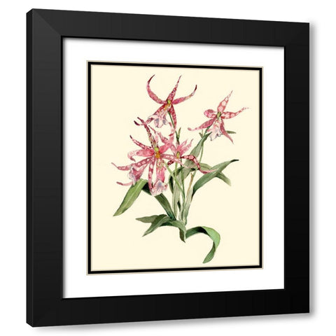 Mittassia Hybrid Orchid Black Modern Wood Framed Art Print with Double Matting by Waldman, Joy
