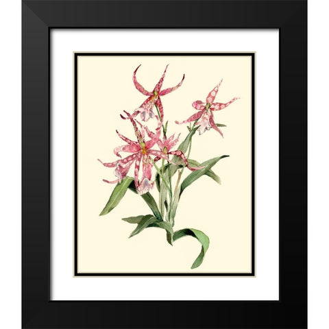 Mittassia Hybrid Orchid Black Modern Wood Framed Art Print with Double Matting by Waldman, Joy