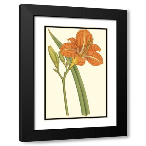 Lily Varieties I Black Modern Wood Framed Art Print with Double Matting by Curtis