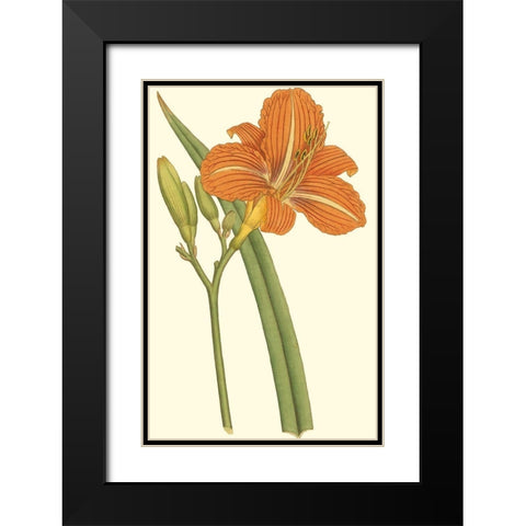 Lily Varieties I Black Modern Wood Framed Art Print with Double Matting by Curtis