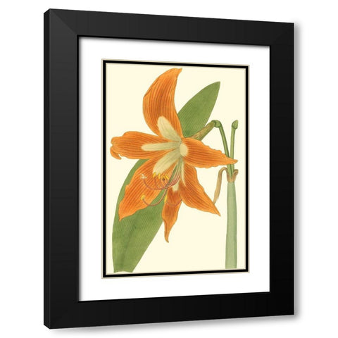 Lily Varieties II Black Modern Wood Framed Art Print with Double Matting by Curtis