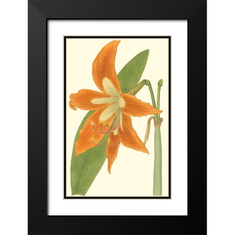 Lily Varieties II Black Modern Wood Framed Art Print with Double Matting by Curtis