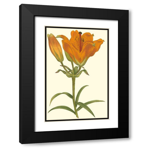 Lily Varieties III Black Modern Wood Framed Art Print with Double Matting by Curtis
