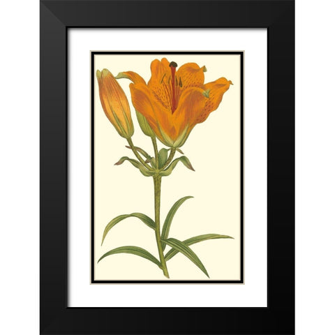 Lily Varieties III Black Modern Wood Framed Art Print with Double Matting by Curtis