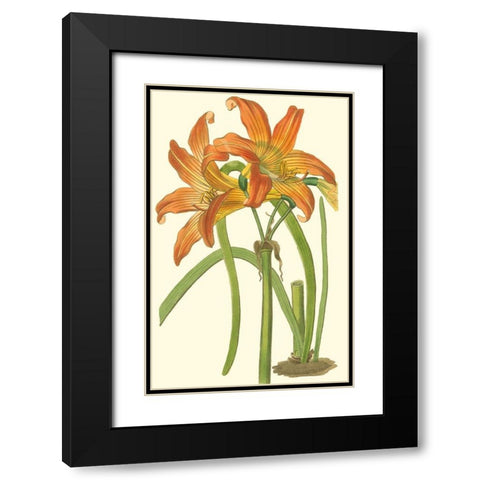 Lily Varieties IV Black Modern Wood Framed Art Print with Double Matting by Curtis
