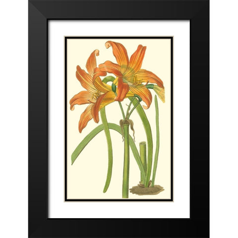 Lily Varieties IV Black Modern Wood Framed Art Print with Double Matting by Curtis