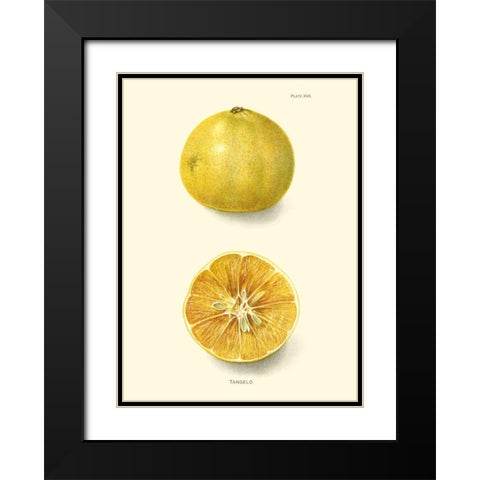 Tangelo Black Modern Wood Framed Art Print with Double Matting by Unknown