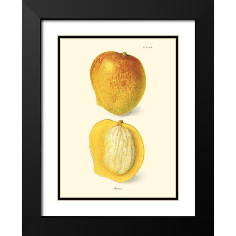 Mango Black Modern Wood Framed Art Print with Double Matting by Unknown