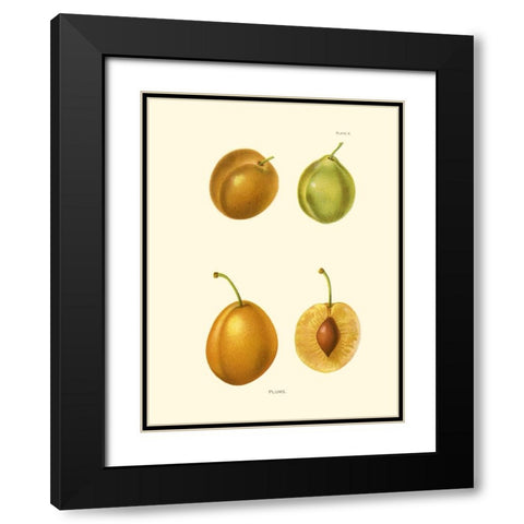 Plums I Black Modern Wood Framed Art Print with Double Matting by Unknown