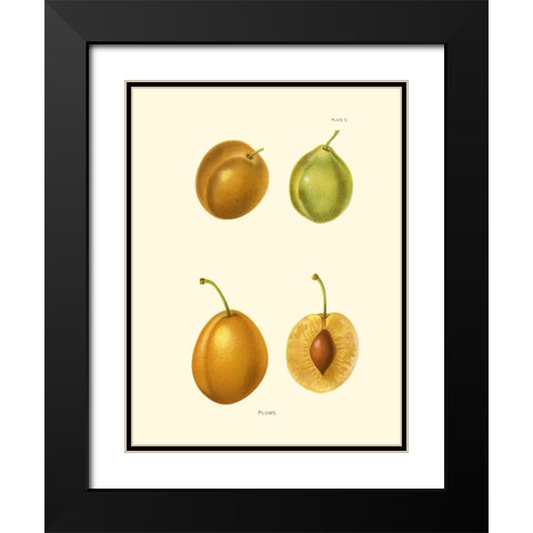 Plums I Black Modern Wood Framed Art Print with Double Matting by Unknown