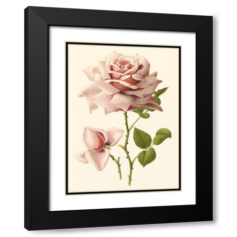 Victorian Rose I Black Modern Wood Framed Art Print with Double Matting by Guillot, R.