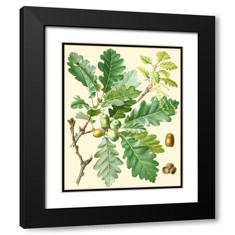 Acorns and Foliage I Black Modern Wood Framed Art Print with Double Matting by Vision Studio