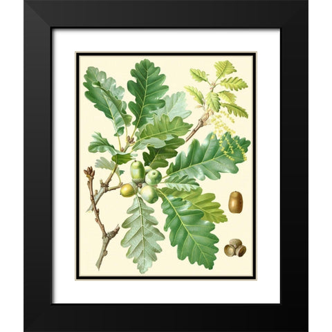 Acorns and Foliage I Black Modern Wood Framed Art Print with Double Matting by Vision Studio