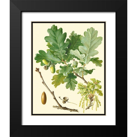 Acorns and Foliage II Black Modern Wood Framed Art Print with Double Matting by Vision Studio