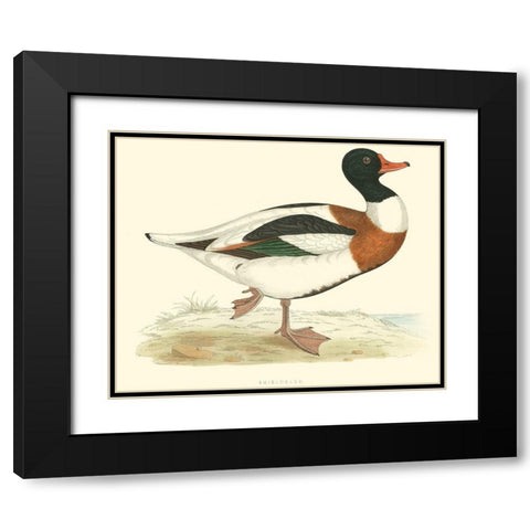 Shieldrake Black Modern Wood Framed Art Print with Double Matting by Vision Studio