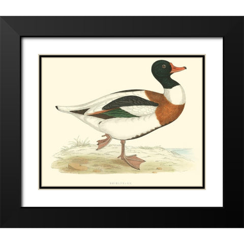 Shieldrake Black Modern Wood Framed Art Print with Double Matting by Vision Studio