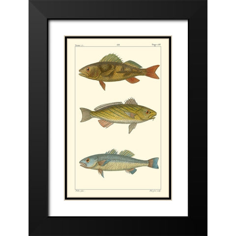 Freshwater Fish I Black Modern Wood Framed Art Print with Double Matting by Pretre
