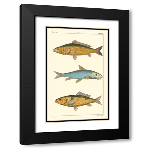 Freshwater Fish II Black Modern Wood Framed Art Print with Double Matting by Pretre