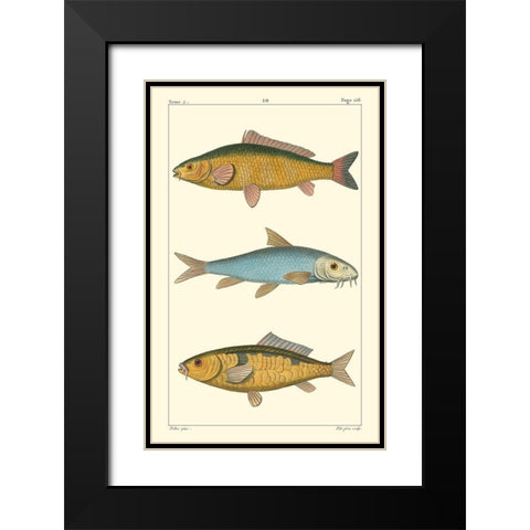 Freshwater Fish II Black Modern Wood Framed Art Print with Double Matting by Pretre