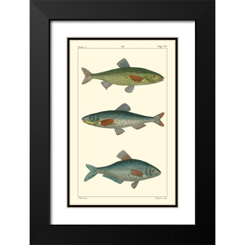 Freshwater Fish III Black Modern Wood Framed Art Print with Double Matting by Pretre