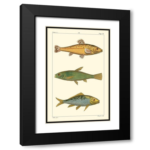 Freshwater Fish IV Black Modern Wood Framed Art Print with Double Matting by Pretre