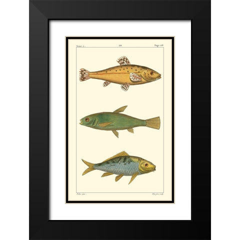 Freshwater Fish IV Black Modern Wood Framed Art Print with Double Matting by Pretre