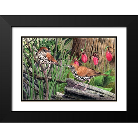 Thrush Black Modern Wood Framed Art Print with Double Matting by Dornish, Al