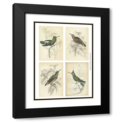Jardine Hummingbirds Black Modern Wood Framed Art Print with Double Matting by unknown