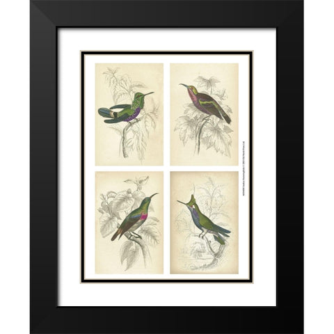 Jardine Hummingbirds Black Modern Wood Framed Art Print with Double Matting by unknown