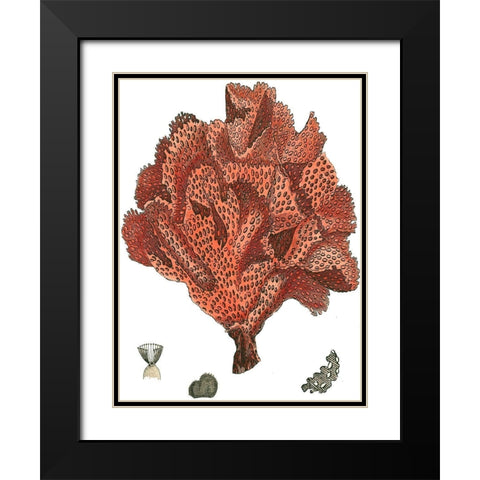Red Coral (N) IV Black Modern Wood Framed Art Print with Double Matting by Vision Studio